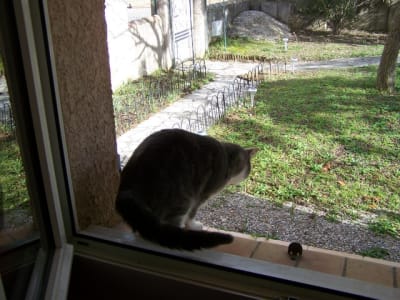 Effraction reitmk - Eugenol