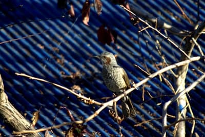 I3455 6 krhu3r - Eugenol