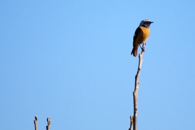 I3484 6 xokkgy - Eugenol