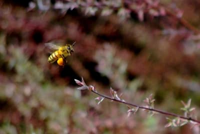 I3958 lyf3im - Eugenol