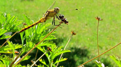 Img 0950 mjgvfp - Eugenol