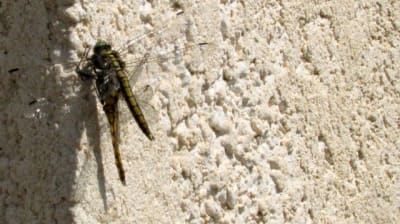 Img 0956 tx7iir - Eugenol