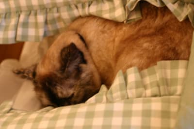 Img 1744 hpzzs0 - Eugenol