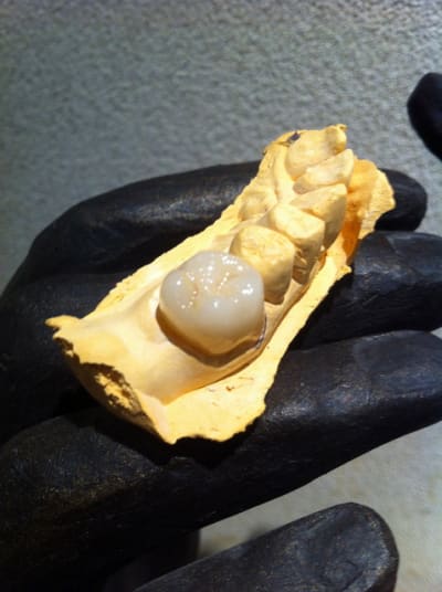 Img 1942 dsspw8 - Eugenol