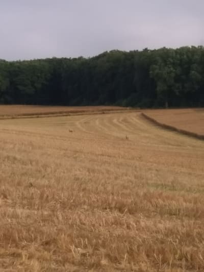 Img 20200705 190853 majzdw - Eugenol