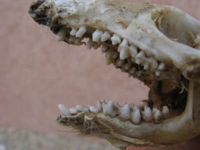 Img 4155 rs6sy8 - Eugenol