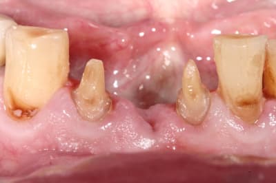 Img 9330 juy6ml - Eugenol