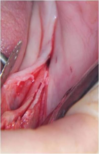 Image8 wynjxp - Eugenol