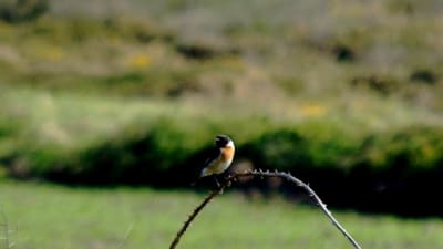 Ker2 kdrhoj - Eugenol