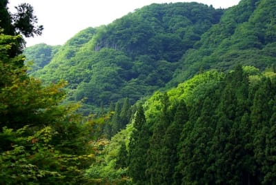 Kw  15  afkqgc - Eugenol