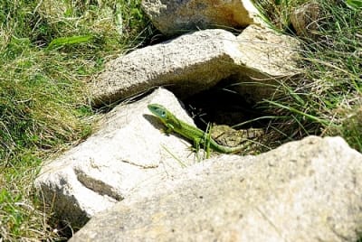 Lv1500 dldtug - Eugenol