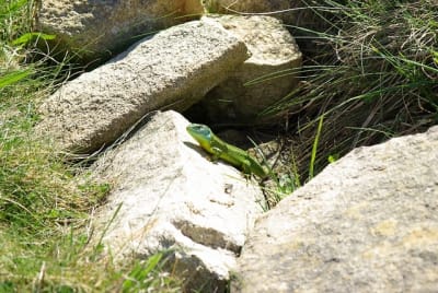 Lv1800 x3m8kd - Eugenol