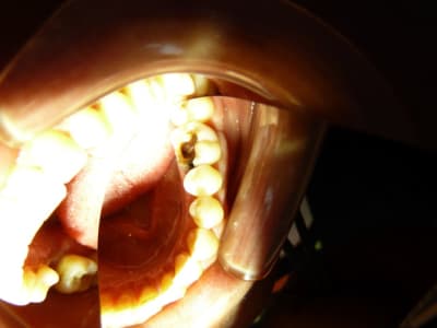 P1010517 u8tzhd - Eugenol