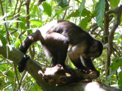 P1050731 ecadff - Eugenol