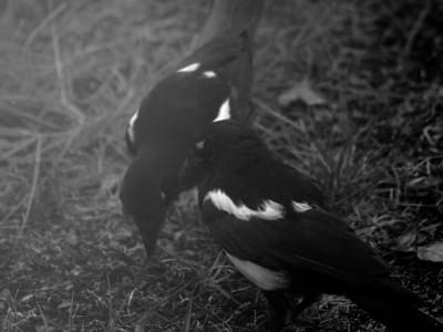 P7111029 psg1ha - Eugenol