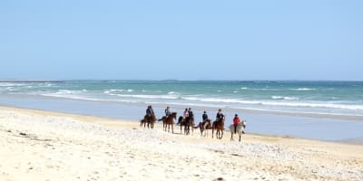 Ploc2 wrvmok - Eugenol