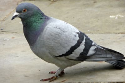 Pigeon nxmexf - Eugenol