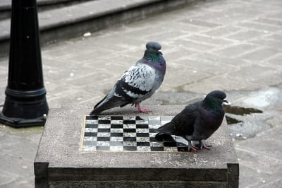 Pigeons  checs ouy7d6 - Eugenol