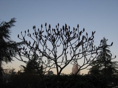 Rhus en hiver 3 hvdkrz - Eugenol
