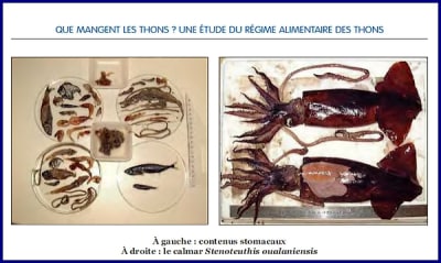 Thon bldod7 - Eugenol