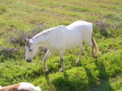 T quila x60myw - Eugenol