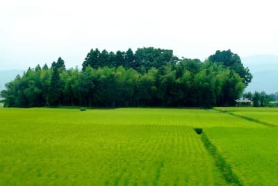 Zbt  1  l4min5 - Eugenol