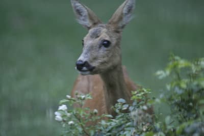  mg 0382 cgn11l - Eugenol