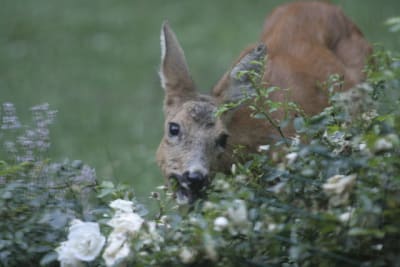  mg 0393 zsemnb - Eugenol