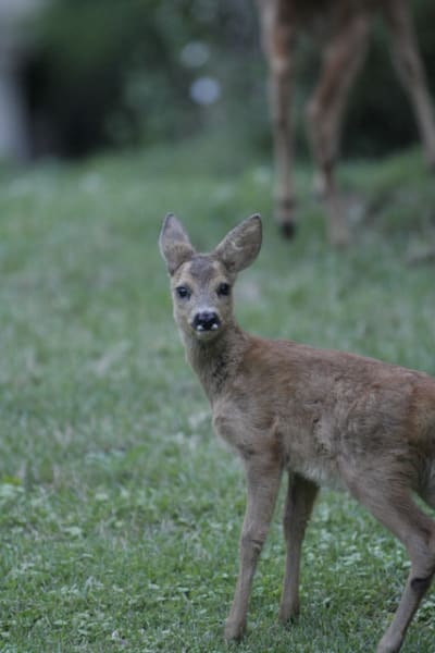  mg 0416 a5vxfg - Eugenol