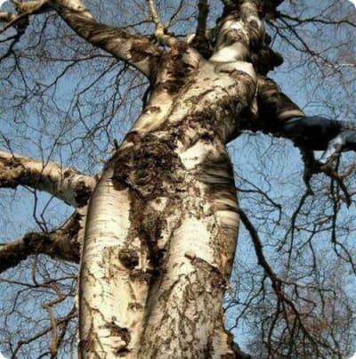 Arbre sexy 009 pxix3b - Eugenol
