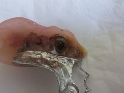 Att2 gntxze - Eugenol