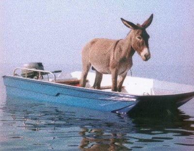 Avant la dentisterie eghbex - Eugenol