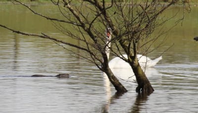Avant traitement fiwimn - Eugenol