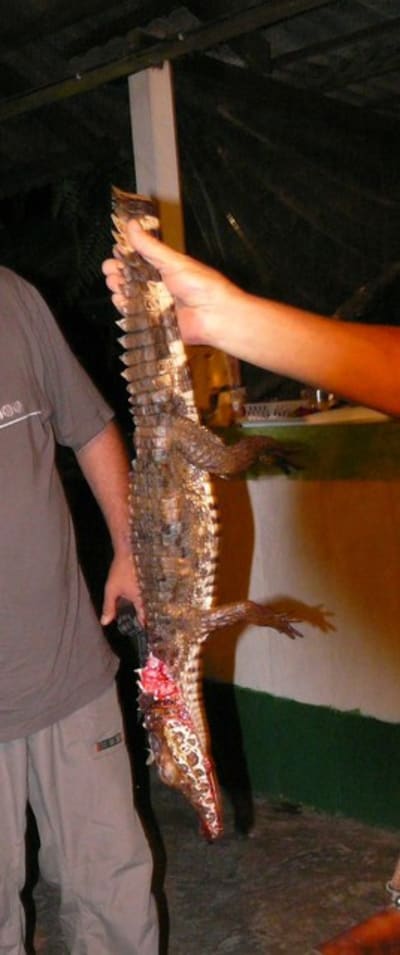 Ca man x6e1cm - Eugenol