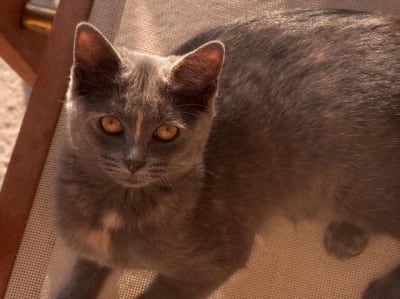 Cacahuete woayza - Eugenol