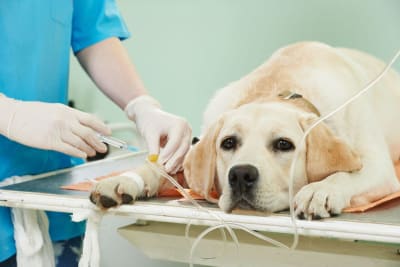 Chien veterinaire labrador piqure full 12644527 wfgjsg - Eugenol