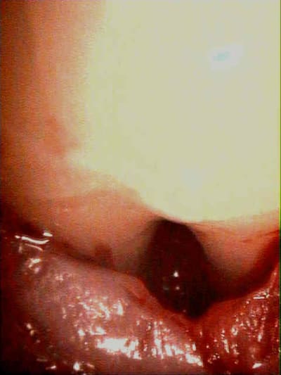 Dion 2006 uvw003 - Eugenol