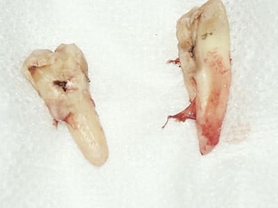 Extrac gvu4ha - Eugenol