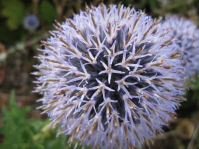 Fleur de chardon zzmyj7 - Eugenol