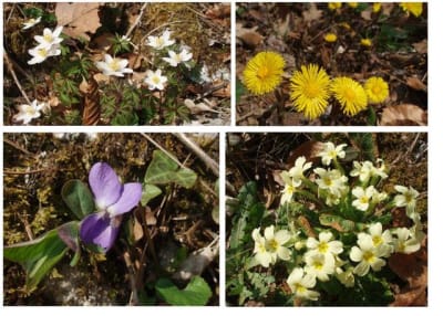 Fleurs de semnoz gteqlx - Eugenol