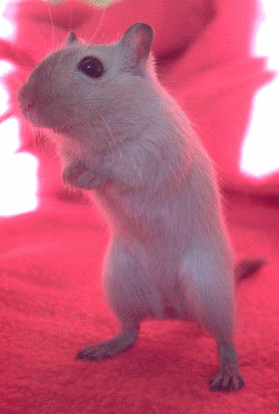 Gerbille 2 oygoen - Eugenol