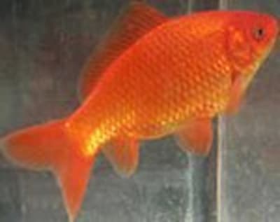Goldfishcommon pmxsfd - Eugenol