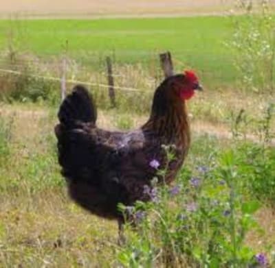 Imagescapxgeqf dmc3zo - Eugenol