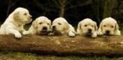 Images w2ql5w - Eugenol