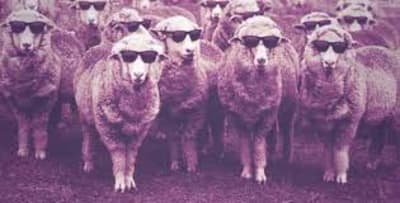 Index y9k48r - Eugenol