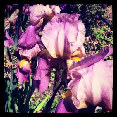 Iris parme detail kmdaop - Eugenol