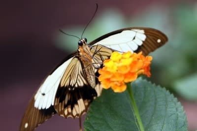 Jardin des papillons ltio5h - Eugenol