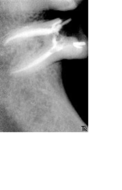 Jposop mexrpt - Eugenol