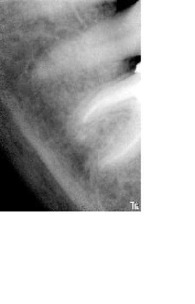 Jpretop pmwg0z - Eugenol