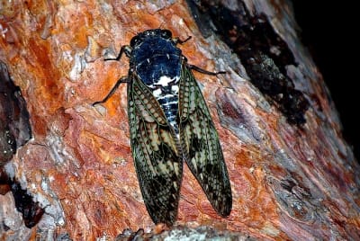 Ktds t7ycih - Eugenol